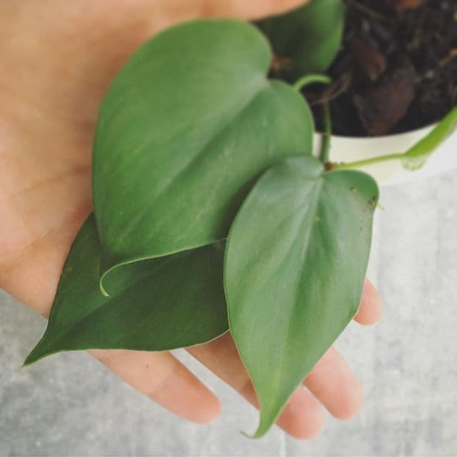 Hand holding philodendron leaves