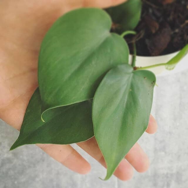 Leaf detail in the clinic