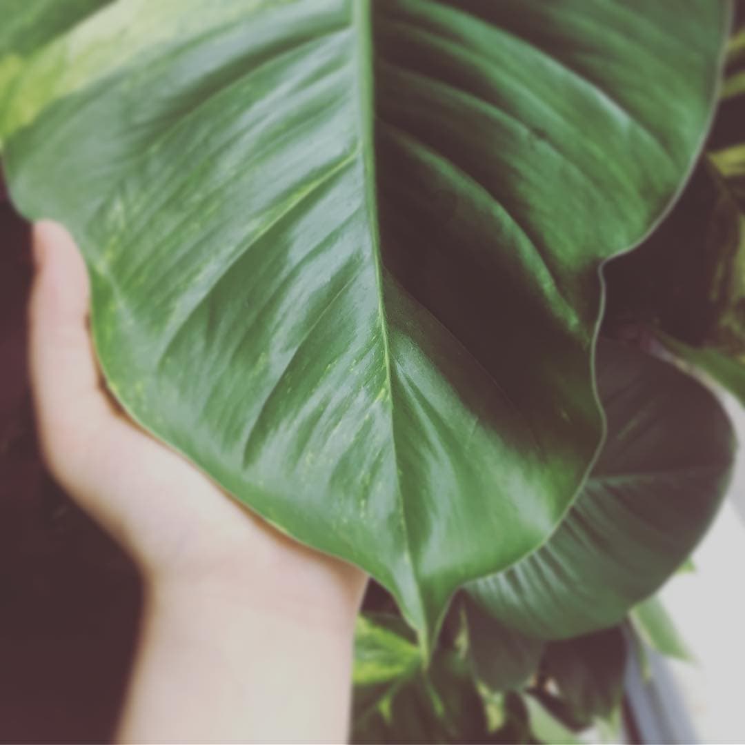 Hand holding a philodendron leaf