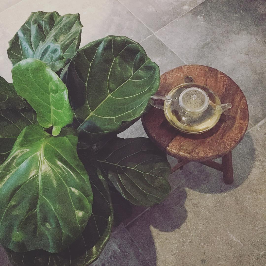 Fiddle leaf and teapot